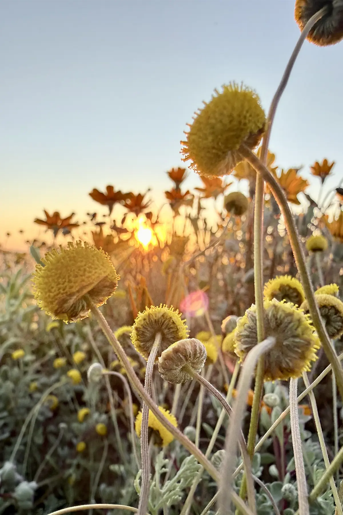 Winter wild flowers in the Karoo